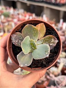 Echeveria paul bunyan variegata