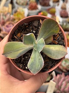 Echeveria paul bunyan variegata