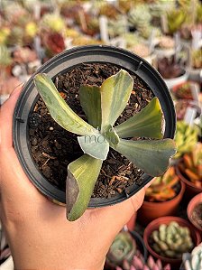 Echeveria paul bunyan variegata