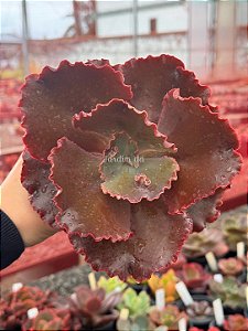 Echeveria villain
