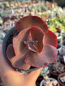 Echeveria villain