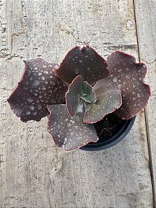Echeveria villain (sem raiz)