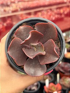 Echeveria diablona
