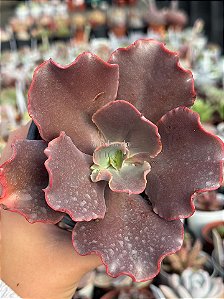 Echeveria diablona