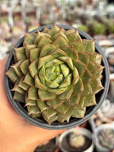 Echeveria parva