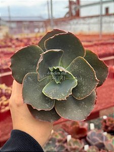 Echeveria pharaoh gorditta reversa