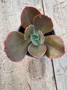 Echeveria pharaoh gorditta reversa