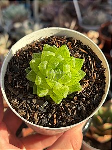 Haworthia cooperi 02
