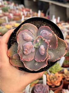Echeveria hazak