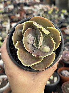 Echeveria hazak M (sem raiz)