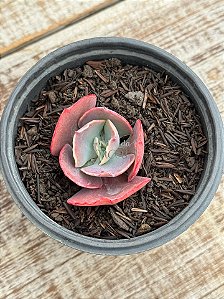 Echeveria duende ( SEM RAIZ)