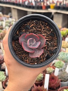 Echeveria high noon