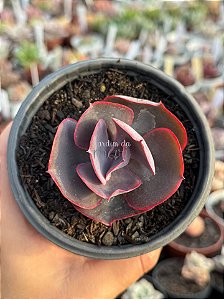 Echeveria high moon