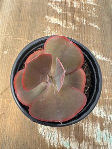 Echeveria high moon M ( SEM RAIZ)
