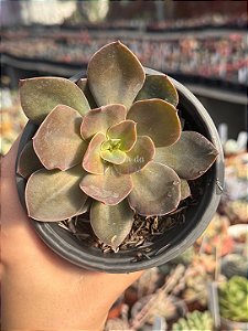 Echeveria rosa norteña híbrida