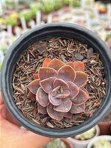Echeveria rosa norteña (Hb)
