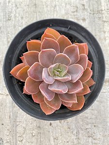 Echeveria rosa norteña (Hb)
