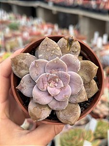 Graptopetalum superbum