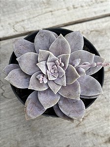 Graptopetalum superbum