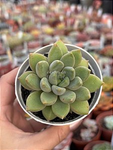 Pachyveria rough