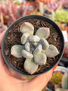 Pachyveria draco
