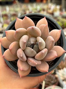 Pachyveria draco