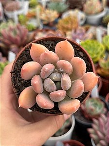 Pachyveria draco