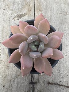 Echeveria draco