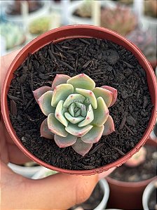 Echeveria imbricata hb