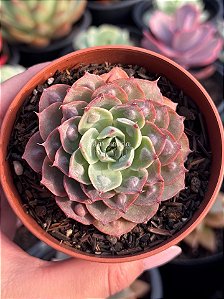 Echeveria raindrops x parva (sem raiz)