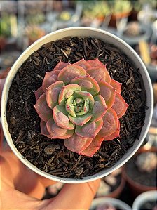 Echeveria raindrops x parva