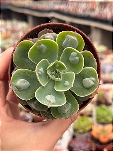 Echeveria raindrops