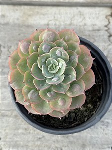 Echeveria raindrops