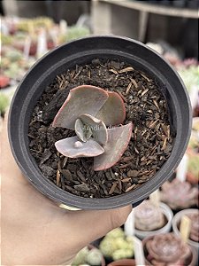 Echeveria lilac frost