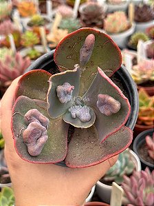 Echeveria lilac frost (sem raiz)