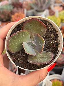 Echeveria lilac frost (sem raiz)