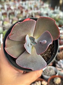 Echeveria lilac frost