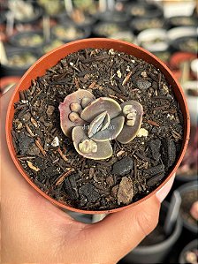 Echeveria lilac frost
