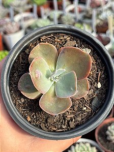 Echeveria lilac snow P