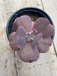 Echeveria capricorn P (sem raiz)