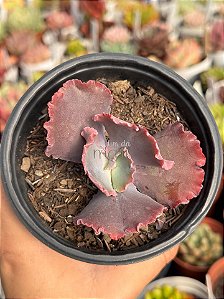 Echeveria capricorn P