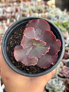 Echeveria capricorn P
