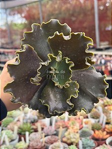 Echeveria ink lady