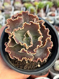 Echeveria moniang