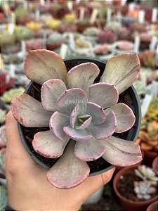 Echeveria pampoteus variegata(sem raiz)