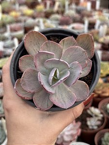 Echeveria pampoteus variegata(sem raiz)