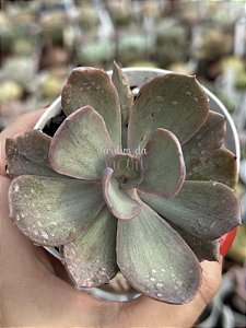 Echeveria pampoteus variegata