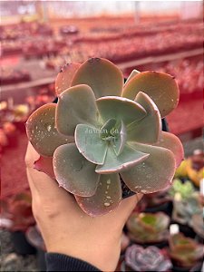 Echeveria pampoteus reversa