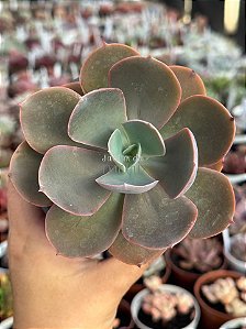 Echeveria pampoteus reversa