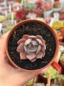 Echeveria marron